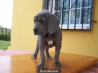 dogos alemanes - mejor precio | unprecio.es