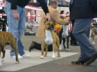 Excelentes cachorros American Staffordshire Terrier - mejor precio | unprecio.es