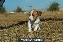 Jack Russell muy bonitos y con pedigree