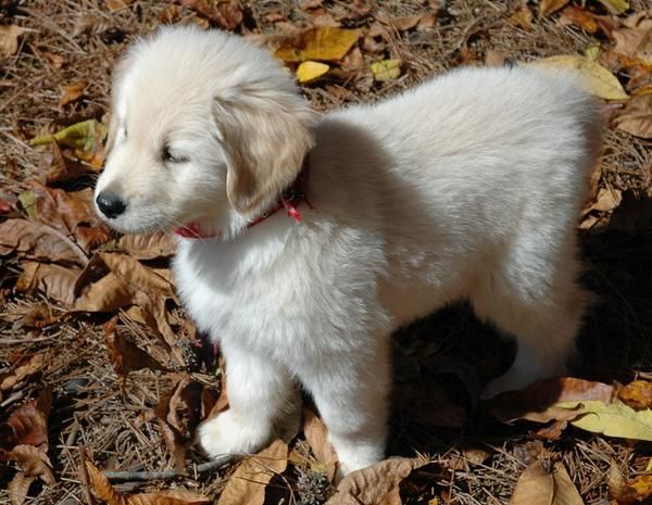 pendientes Golden Retriever cachorro esperando una buena familia.