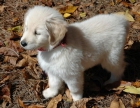 pendientes Golden Retriever cachorro esperando una buena familia. - mejor precio | unprecio.es