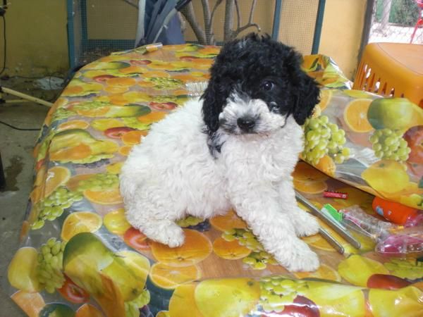 perros de agua español 200