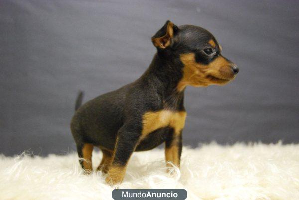 RAZA PINSCHER MINIATURA EN COLOR CHOCOLATE Y COLOR NEGRO