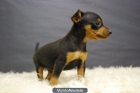 RAZA PINSCHER MINIATURA EN COLOR CHOCOLATE Y COLOR NEGRO - mejor precio | unprecio.es