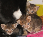 Regalo gatitos - mejor precio | unprecio.es