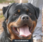 ROTTWEILER VAL OF TREBUCAN - mejor precio | unprecio.es