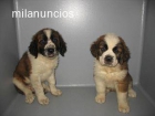 SAN BERNANDO. CAMADA DE 2 MESES. 290 euros - mejor precio | unprecio.es