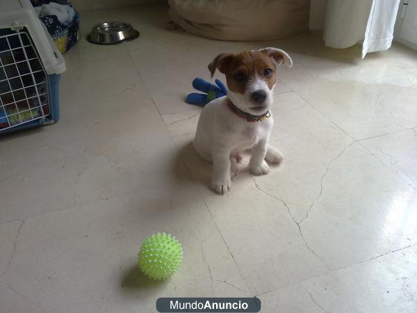 Vendo jack russell terrier