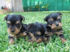 yorkshire cachorros - mejor precio | unprecio.es