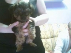 Yorkshire terrier macho - mejor precio | unprecio.es
