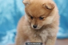 Regalo,Camada lulú de pomerania - mejor precio | unprecio.es