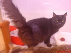ABISINIO Gato muy activo, extrovertido, juguetón, muy curioso, pero bien equilibrado. Dotado de una fuerte personalidad, - mejor precio | unprecio.es