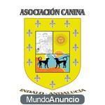 Adiestra a tu perro por solo 250€