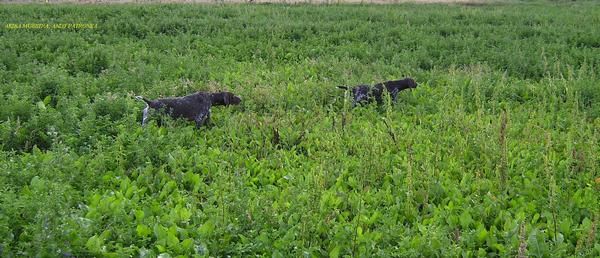 Cachorros Braco Alemán Afijo 