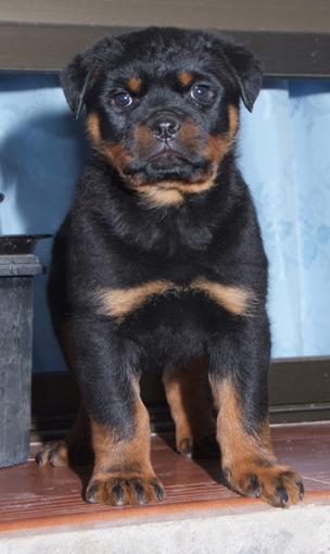 Cachorros de Rottweiler disponibles.