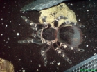 GENICULATA - mejor precio | unprecio.es
