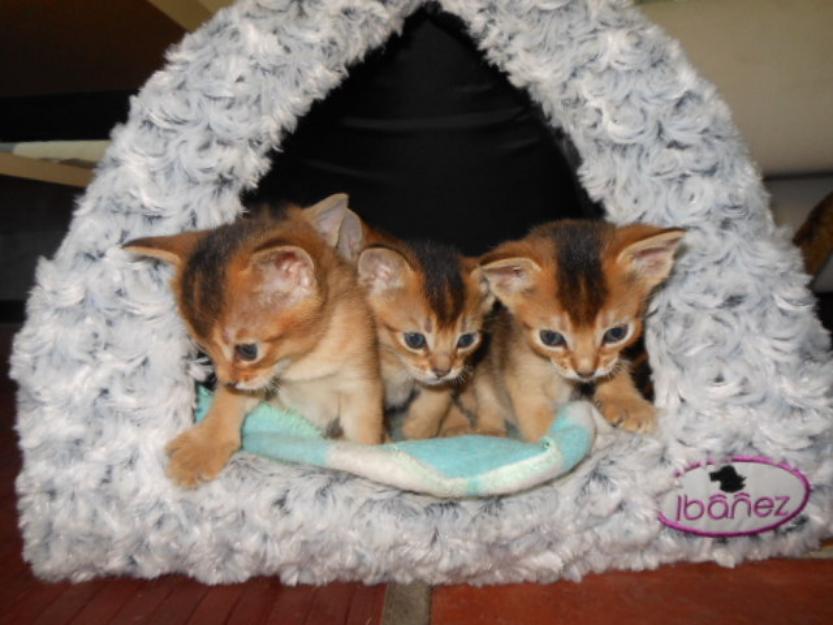 Proxima camada de gatitos abisinios con pedigree