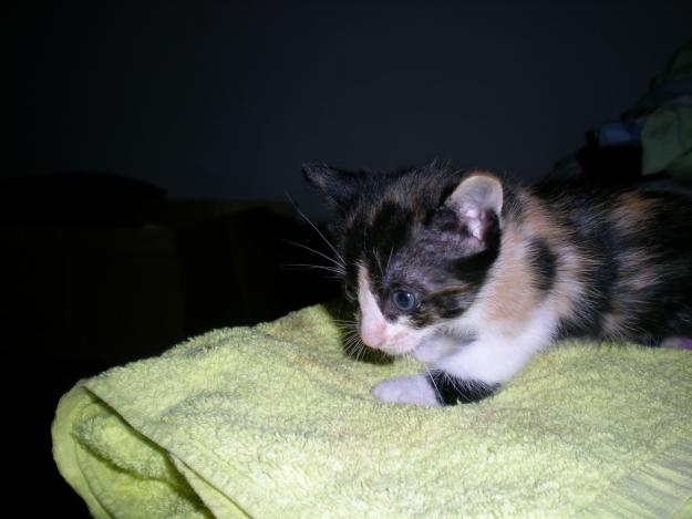 Regalo gatita tricolor recién destetada