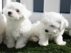 Bichon maltes, impresionantes cachorros - mejor precio | unprecio.es