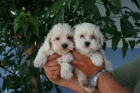 Bichon maltes muy lindos - mejor precio | unprecio.es