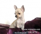 CHIHUAHUAS MINI EN VENTA, CRIADERO ESPECIALISTA DE ESTA RAZA - mejor precio | unprecio.es