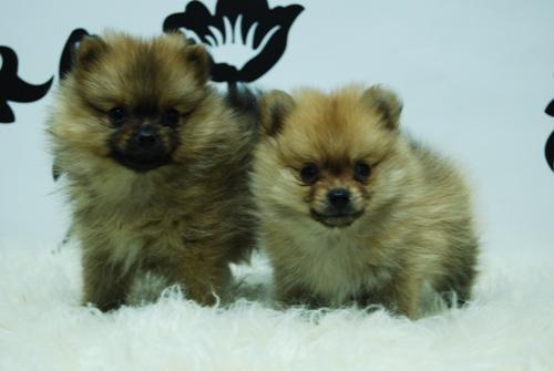 Pomerania Mini, espectacular