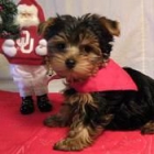 Travesura Yorkshire Terrier (taza) cachorro para su familia en Navidad - mejor precio | unprecio.es