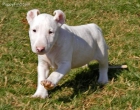 Vendo camada de bull terrier - mejor precio | unprecio.es