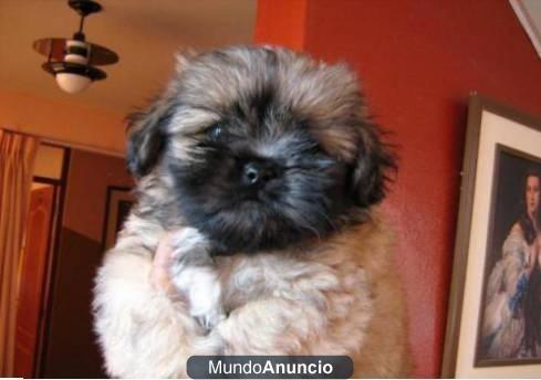 cachorro shih tzu