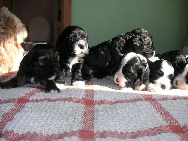 CACHORROS COCKER AMERICANO