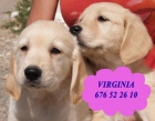 Cachorros Labrador ¡Garantía por escrito!  Gijón - mejor precio | unprecio.es