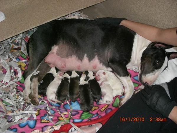 camada bull terrier standard de criador