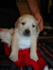 camada de golden retriever,250 - mejor precio | unprecio.es