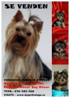 Cria selecctiva de Yorkshire Terrier - mejor precio | unprecio.es