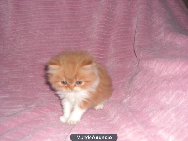 gatos persas!!!