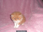gatos persas!!! - mejor precio | unprecio.es