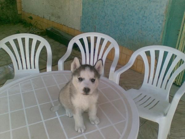 HUSKY CACHORRITOS