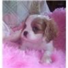 preciosos Cavalier King Charles Spaniels - mejor precio | unprecio.es