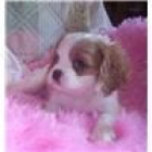 preciosos Cavalier King Charles Spaniels - mejor precio | unprecio.es