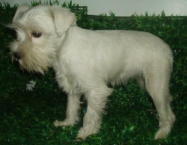 Schnauzer miniatura blanco