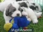 Se venden cachorros macho de Mastín del Pirineo - mejor precio | unprecio.es