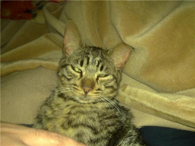 valentin y wolly,gatitos rescatados de la muerte,adopcion