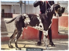 Dogo Alemám ( gran danés) - mejor precio | unprecio.es