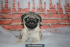 Baratos carlino, tu mejor regalo de Papa Noel - mejor precio | unprecio.es