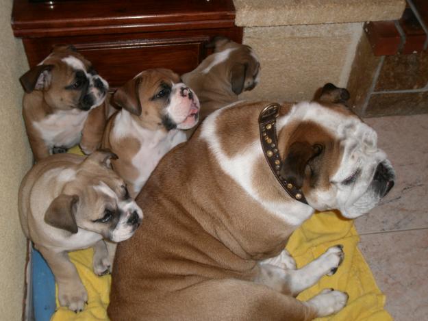 BULLDOG INGLES