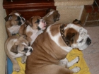 BULLDOG INGLES - mejor precio | unprecio.es