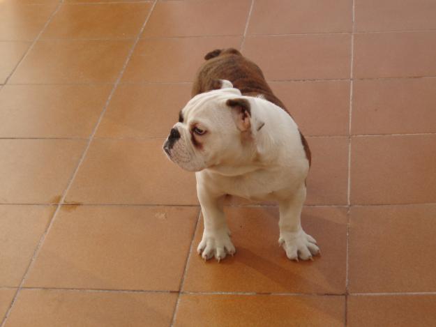 Cachorro de bulldog ingles