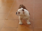 Cachorro de bulldog ingles - mejor precio | unprecio.es