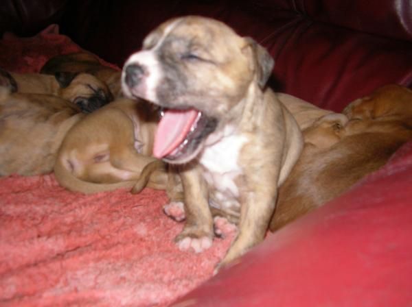 cachorros american stanford atigrados, canela y marrones