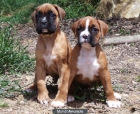 Cachorros Boxer 350€ - mejor precio | unprecio.es